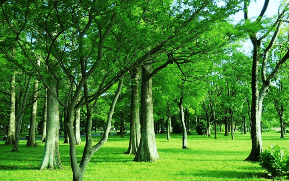 樹木葬にも種類があること知っていますか？